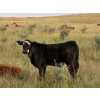 Image 1 : Francis Dyck - 600# November Delivery Weaned Steers - 105 Head (Swift Current, SK)