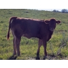 Image 7 : Garth Szaklay - 525# Oct/Nov Delivery Heifer Calves - 35 Head (Delburne, AB)