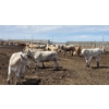 Image 4 : Ripple Rock Ranch - 715# June Delivery Heifers - 99 Head (Fincastle, AB)