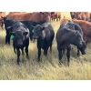 Image 4 : JR Cattle Company Ltd. - 510# October Delivery Heifer Calves - 30 Head (Fort Macleod, AB)