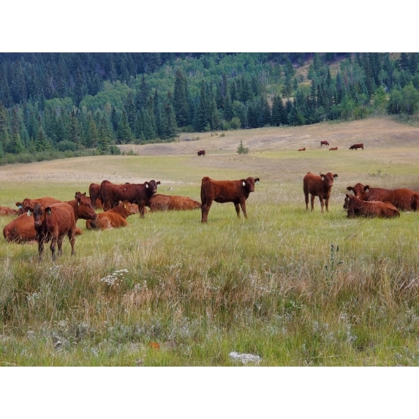 OK Ranch - 600# October Delivery Steer Calves - 210 Head (Big Bar, BC)