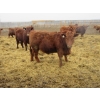 Image 10 : Helland Land & Cattle Co. Ltd. - 992# March Delivery Steers - 100 Head (Lomond, AB)