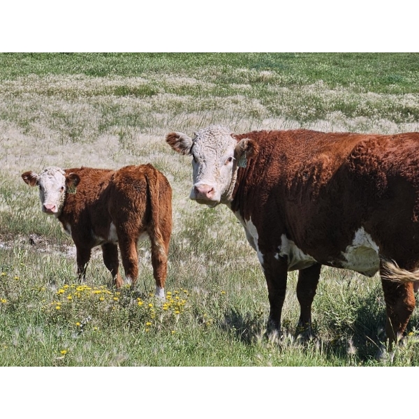 Bruce, Julie & Kyle Musgrove - 550# November Delivery Steer Calves - 110 Head (Patricia, AB)