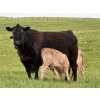 Image 5 : GW Murray Ranches - 540# October Delivery Steer Calves - 110 Head (Tompkins, SK)