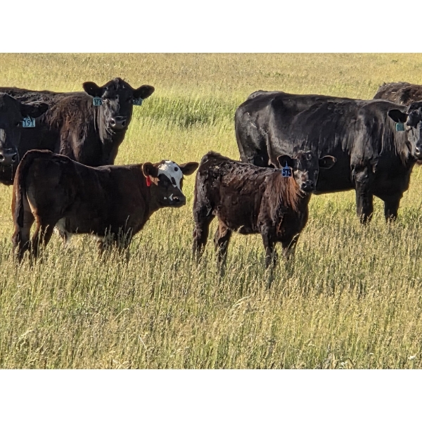 Calvin Rydzik - 500# November Delivery Heifer Calves - 110 Head (Glenavon, SK)