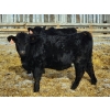 Image 2 : CC Farming Company - 680# January Delivery Heifers - 68 Head (Cayley, AB)