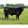 Image 7 : Bar 27 Stock Farm - 625# September Delivery Steer Calves - 50 Head (Spruce View, AB) VBP+