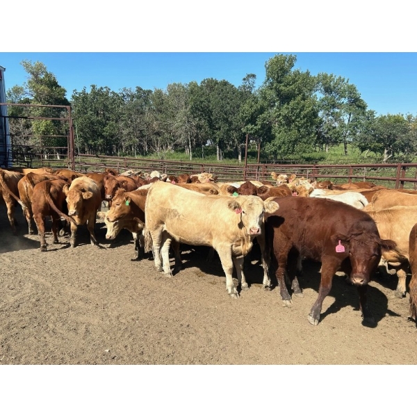 Turtleview Livestock - 990# October Delivery Grass Heifers - 58 Head (Goodlands, MB) VBP+