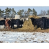 Image 13 : Loch Lomond Livestock Ltd. - 725# March Delivery Steers - 45 Head (Eyebrow, SK)
