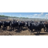 Image 5 : Theresa Guenther - 1010# June/July Delivery Steers - 53 Head (Bow Island, AB)