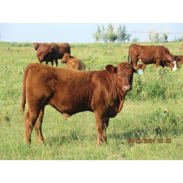 Leonard Lundquist & Andrew Ranching - 650# Steer Calves - 95 Head (Rolling Hills, AB)