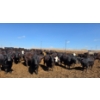 Image 11 : Cattlewood Farms Ltd. - 830# April Delivery Heifers - 70 Head (Vauxhall, AB)