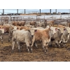 Image 2 : Grant & Hali Taillieu - 720# March Weaned Steers - 85 Head (Drayton Valley, AB)