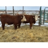 Image 1 : Regehr Land & Cattle - 2 Heifers (Pen 152)