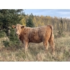 Image 3 : Einar & Judy & Logan & Emily Nelson - 595# October Delivery Heifer Calves - 100 Head (Maycroft, AB)