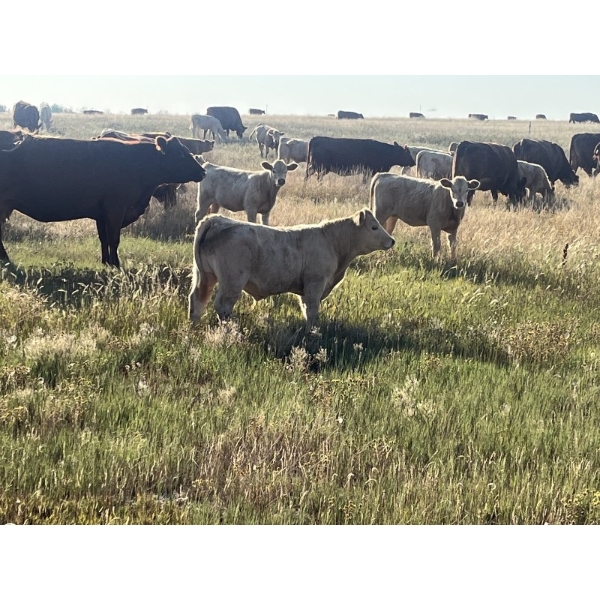 Sun Rayz Cattle Co. - 580# October Delivery Steer Calves - 90 Head (Coronation, AB)