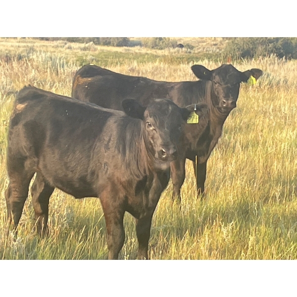 Brad, Kelly & Oliver Deschamps - 430# October Delivery Heifer Calves - 55 Head (Patricia, AB)
