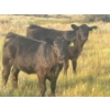 Image 1 : Brad, Kelly & Oliver Deschamps - 430# October Delivery Heifer Calves - 55 Head (Patricia, AB)