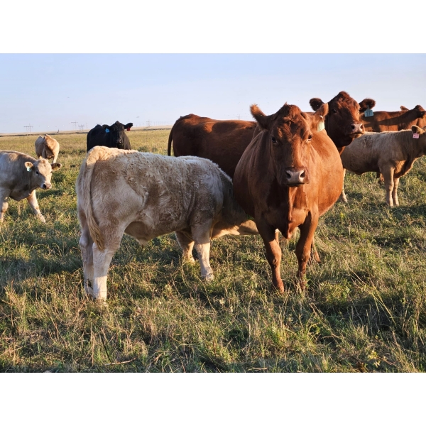 Bruce & Derek Christensen - 720# November Delivery Steer Calves - 80 Head (Rainier, AB)
