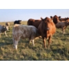 Image 1 : Bruce & Derek Christensen - 720# November Delivery Steer Calves - 80 Head (Rainier, AB)