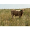 Image 6 : Circus Coulee Cattle (Robert & Jordy Hoff) - 565# November Steer Calves - 95 Head (Dorothy, AB)
