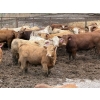 Image 5 : Lesher Lane Enterprises - 910# June Delivery Heifers - 204 Head (Lacombe, AB)