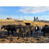 Image 7 : Franz Land & Cattle - 840# March Delivery Heifers - 75 Head (Medicine Hat, AB)