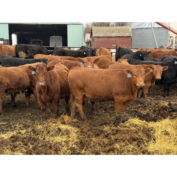 Lynden Land & Cattle - 980# April Delivery Steers - 62 Head (Linden, AB)