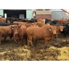 Image 1 : Lynden Land & Cattle - 980# April Delivery Steers - 62 Head (Linden, AB)