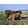 Image 3 : Logan Brothers (Rod, Barry & Bruce) - 700# October Delivery Steer Calves - 80 Head (Oyen, AB)