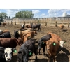 Image 3 : Alberta Prime Customer - 725# July/Aug Delivery Heifers - 70 Head (Monarch, AB)