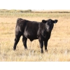 Image 8 : Clear Sight Farms - 580# November Delivery Steer Calves - 55 Head (Kisbey, SK)