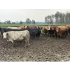 Image 3 : Cunningham Cattle Co. - 1675# Grain Fed Cows - 72 Head (Sundre, AB)