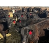 Image 9 : Blandford Farms Ltd. - 930# April/May Delivery Steers - 185 Head (Scandia, AB)
