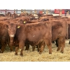 Image 2 : Meyer Cattle Inc. - 650# December Delivery Weaned Heifers - 95 Head (Lethbridge, AB)