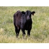 Image 5 : Starland Colony - 680# October Delivery Steer Calves - 60 Head (Drumheller, AB)