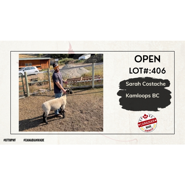 Open Sheep - Sarah Costache - Kamloops BC