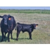 Image 4 : Lee Deschamps - 560# October Delivery Steer Calves - 40 Head (Patricia, AB)