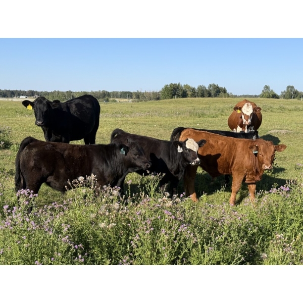 Jason & Emil Kure - 650# October Delivery Steer Calves - 95 Head (Bowden, AB)