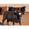 Image 6 : Bone Creek Ranch - 1100# November Delivery Open Heifers - 68 Head (Maple Creek, SK)