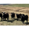 Image 2 : Carter Morison - 1130# July Delivery Grass Steers - 110 Head (Airdrie, AB)