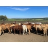 Image 3 : Turtleview Livestock - 990# October Delivery Grass Heifers - 58 Head (Goodlands, MB) VBP+