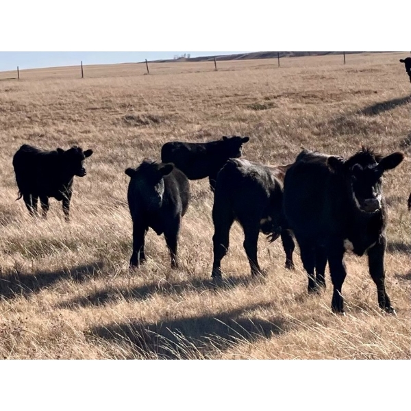 Kings Corner Farms - 890# November Grass Yearlings - 70 Head (Corning, SK)