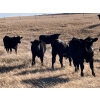Image 1 : Kings Corner Farms - 890# November Grass Yearlings - 70 Head (Corning, SK)