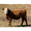 Image 9 : Van Hal Livestock Inc. - 725# May Delivery Heifers - 228 Head (Seven Persons, AB)