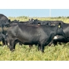 Image 18 : 98 Ranch - 35 October Delivery Angus X Pairs (Lake Elma, SK) VBP+