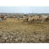 Image 7 : Ripple Rock Ranch - 740# March Delivery Steers - 70 Head (Fincastle, AB)
