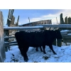 Image 5 : TS Stock Farm Ltd. - 25 Black/Black X Spring Calving Bred Heifers (Mullingar, SK)