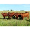 Image 2 : Moose Creek Red Angus Ltd. - 995# October Delivery Grass Heifers - 440 Head (Kisbey, SK)