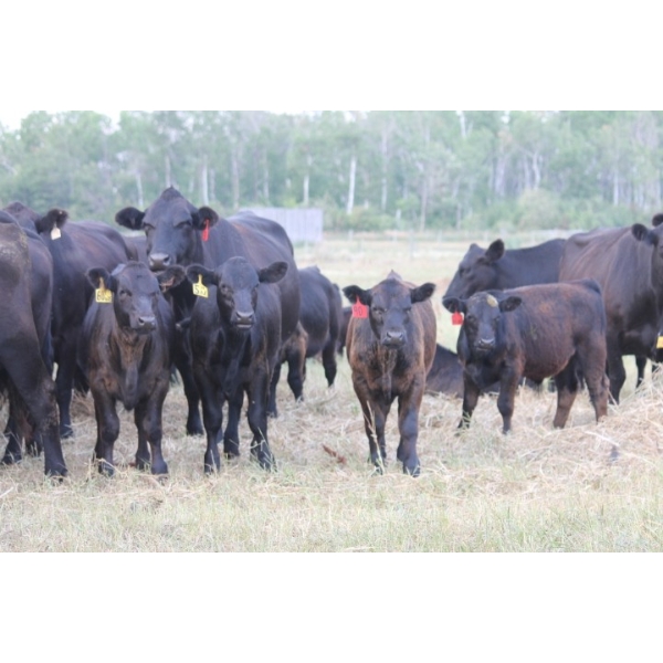 Star Lake Beef (1987) Charlene & Craig Kaartinen - 30 Black Angus Pairs (Eriksdale, MB)
